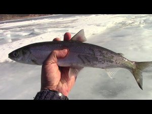 За серебряной рыбой Байкала. Рыбалка на омуля. Отдыхаем на Байкале.