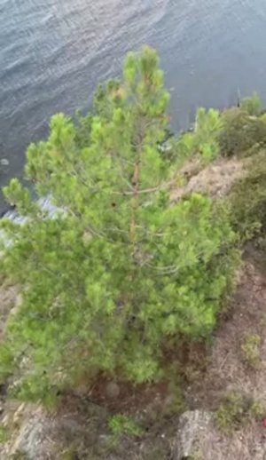 Ёлка, море, облака