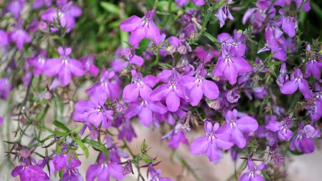 PlantTalk: 2013 Best of Annuals from the CSU Trial Gardens смотреть онлайн