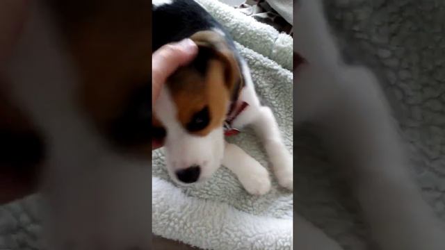 Copper the Blue Eyed Beagle Puppy 12 Weeks -