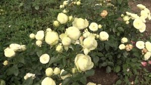 Rosa ´Lemon Rokoko´