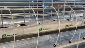 КЛУБНИКА. КАПЕЛЬНЫЙ ПОЛИВ НА МИН ВАТЕ GRODAN // ЗАПУСКАЕМ ЦЕХ ЗИМНЕЙ ЯГОДЫ