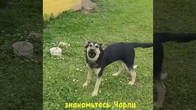 Будни в деревне Карстолово.(Войсковицы)