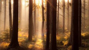 Аллилуйя (Хвала Тебе, Господь)