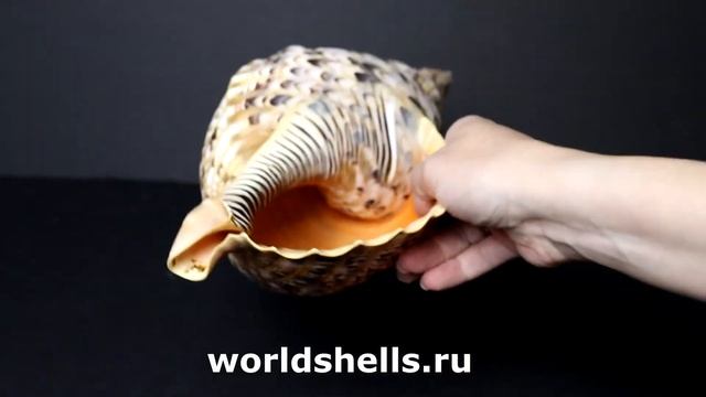 Харония Тритонис (Charonia tritonis) 33 см. смотреть онлайн