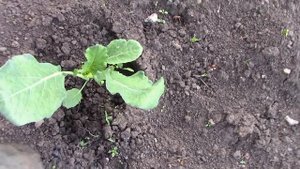 Как просто и легко посадить капусту без рассады. Мульчирование древесной щепой.