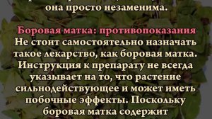 БОРОВАЯ МАТКА - ЧУДО-ТРАВА ОТ 40 БОЛЕЗНЕЙ