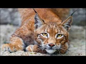 Игорь Корнелюк    Любовь выскочила… как убийца в переулке