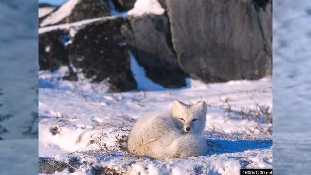 Как живут звери и птицы зимой.