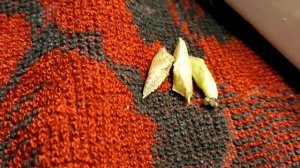 Как шевелится куколка бабочки капустницы. Наш бабочкарий еще жив! Ждем рождения бабочки!