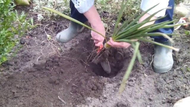 Юкка - "американка" прижилась и в наших садах смотреть онлайн