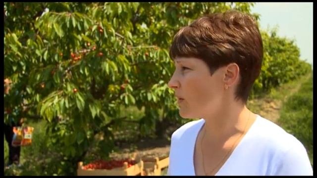 Черешня созрела, пора собирать