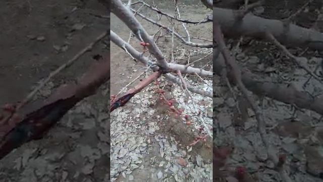 Абрикос "Манитоба" в Саратове, пережили суровую зиму! смотреть онлайн