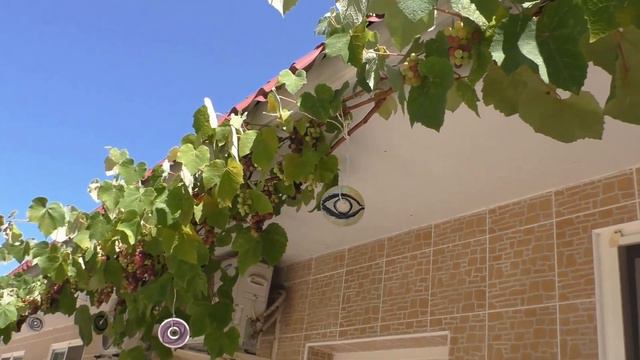 Защищаем от птиц результат 100% der Schutz der Trauben vor Vögeln das Ergebnis 100% смотреть онлайн