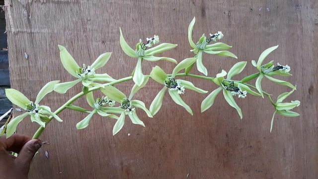 Kuntum Anggrek Hitam Terbanyak | Coelogyne Pandurata | Orchid borneo | Pesona Bunga Anggrek смотреть онлайн