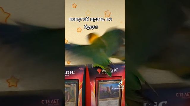 Папугаи высказали что думают о EDH commander