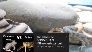 Японская Исполинская Саламандра VS Иглистый Тритон СРАВНЕНИЕ! | Гигантская саламандра! / ЧЕРИ TV