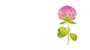 Учим английский. Цветы. Flowers. Учим название цветов на английском.