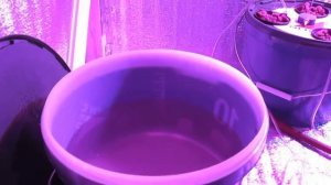 1.1 Помидоры на гидропонике
