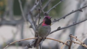 Нежная лечебная музыка здоровья и для успокоения нервной системы, глубокого релакса