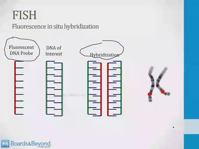 Клеточная биология USMLE - 2. Лаб. методы - 5.Микрочипы, Флуоресцентная гибридизация in situ (FISH)