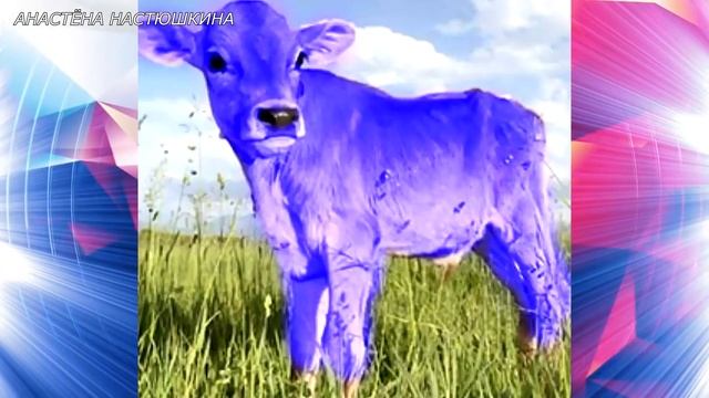 Kwami in real life смотреть онлайн