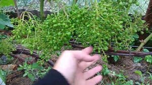 🔴🔴Виноград. Прореживание гроздей. Прищипка гроздей. Нормировка винограда.