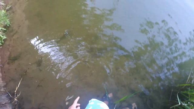 Ловля раков на раколовку на чеснок смотреть онлайн