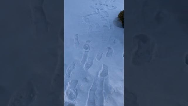 Как зимой не сплотить газон ,под слоем снега. #дача #ландшафтныйдизайн #garden смотреть онлайн