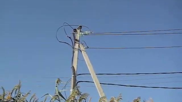 Сокол сапсан кормит птенца в г.Астрахань видео Чимаров И. смотреть онлайн