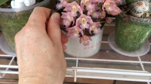 Clowesia Grace Dunn Полный роспуск цветочков , розовое облачко .