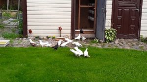 Бакинские голуби линий Арунасa и Валдаса.белые голуби балшые как кони.