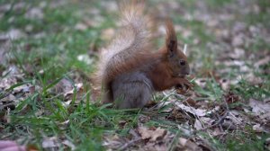 ?️ Белка ест орех ? 4K UHD