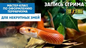 Мастер-класс по оформлению террариума EXO TERRA для некрупных видов змей.