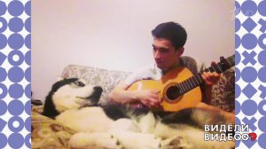 Хаски поет серенады. Видели видео? Фрагмент выпуска от 20.10.2019