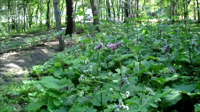 "Русское разнотравье" Александра Стрижёва смотреть онлайн