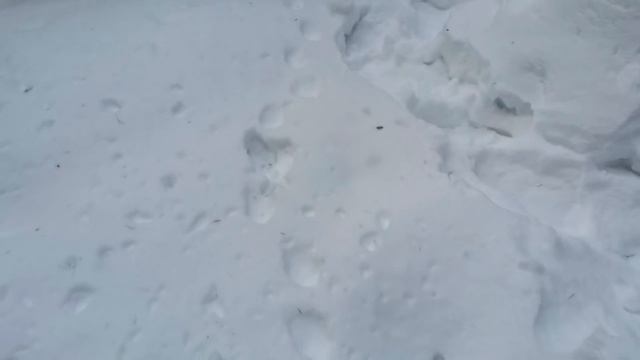 Таёжный промысел  2021. Эффект  бобровой струи. Проверка путиков.