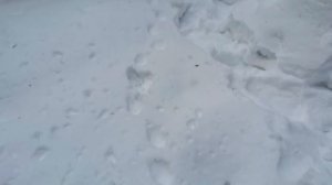 Таёжный промысел  2021. Эффект  бобровой струи. Проверка путиков.