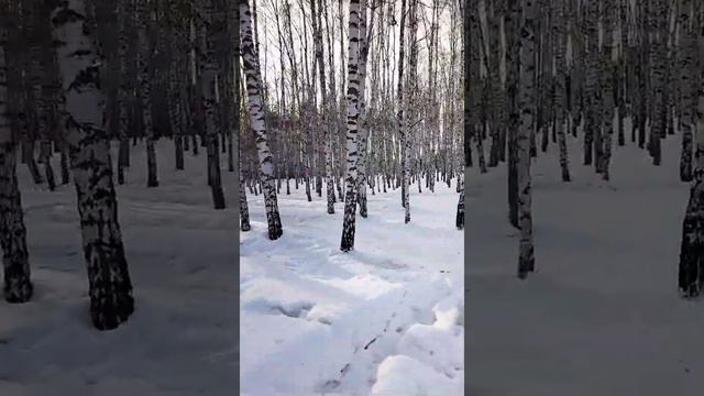 Сибирь.Барнаул.Лыжная прогулка. смотреть онлайн