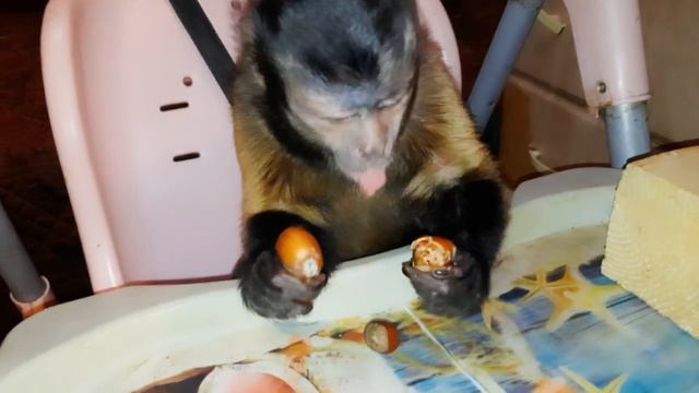 Алекса капуцин против крепкого орешка! смотреть онлайн