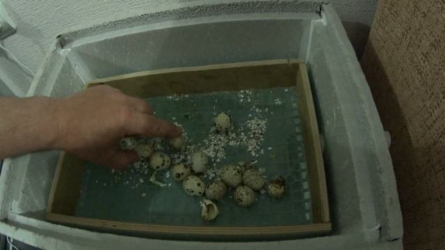 Инкубация перепелиного яйца. //  Хороший процент выводка. // Вылупление птенцов.