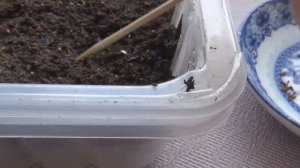 Еще НЕ ПОЗДНО посадить цветок ВИОЛА-ВИТРОККА крупноцветковая