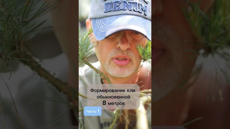 Формирование ели обыкновенной, 8 метров. Часть 1