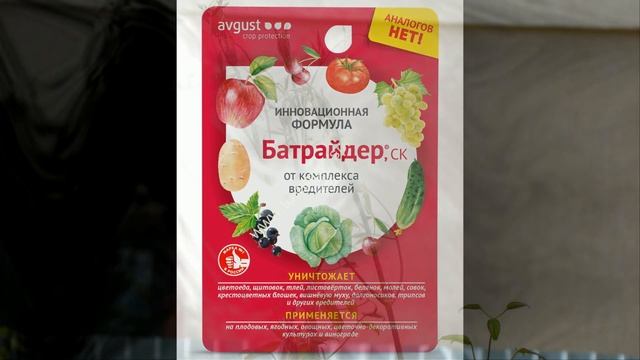 Клематисы: борьба с вредителями