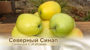 12 лучших позднезимних сортов яблони  в Башкирии. (Al Bano and Romina Power - Liberta)