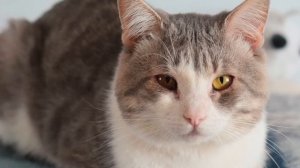 советский объектив МИР-1В на Lumix GH5 и Nikon D5300 через переходник | ТЕСТ