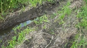 Тест Муравья на Квадро-резине