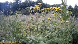 Наши медоносы Осот Девясил