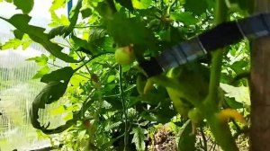 ОБЗОР СОРТОВ ТОМАТОВ В ТЕПЛИЦЕ: АБАКАНСКИЙ РОЗОВЫЙ, ОРЛИНЫЙ КЛЮВ, ОРЛИНОЕ СЕРДЦЕ