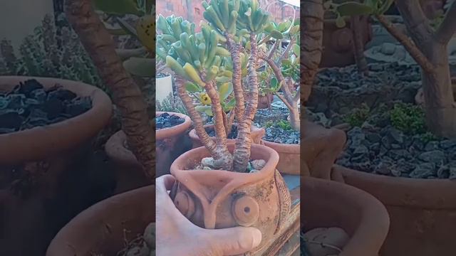 Detalhes da Natureza - 328 - Crassula Ovata Gollum. смотреть онлайн